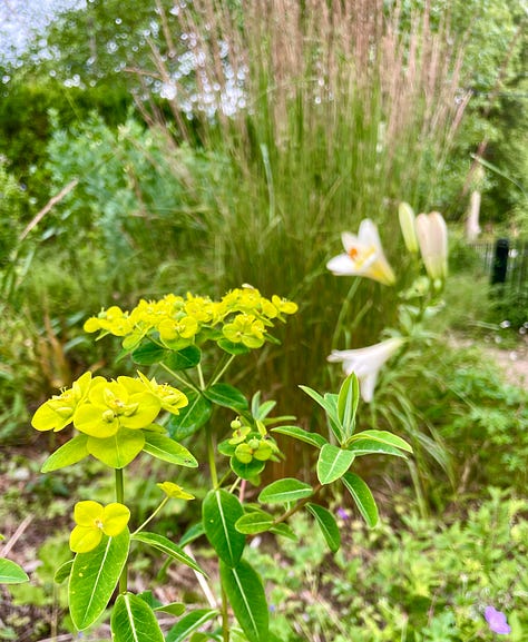 Flowers in the Cottage Garden: Echinacea, Euphorbia myrsinites, Clary sage, Geranium 'Ann Folkard', yellow lily 'Honeymoon', Echinops, Euphorbia donnii with Lilium regale, Eutrochium, one of the few Hemerocallis at Havenwood, H. 'Nosferatu'