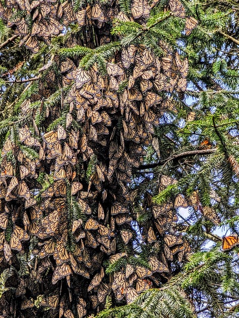 Monarch butterflies Mexico