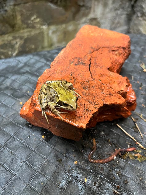 1. Frog in the middle of a lettuce; 2. Frog presumptuously saved from a tub of water sat on a brick; 3. Toad disturbed from slumber under soil.