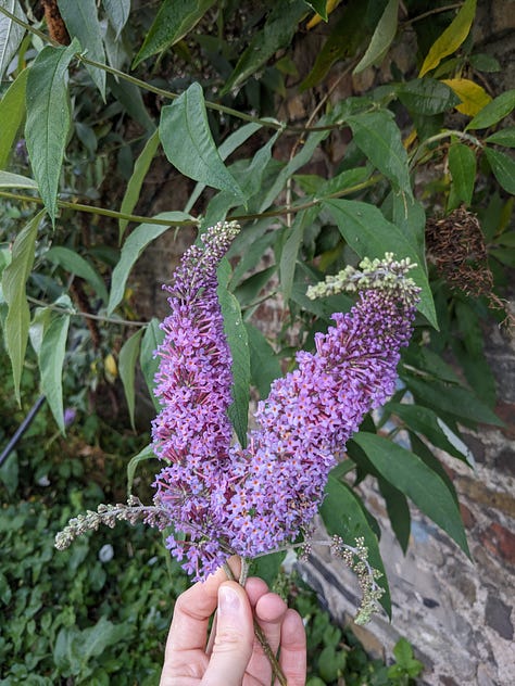 From Left to Right: Illustration of buddleia flower (long purple stem with green leaves); Buddleia flowers used for natural dyeing; the dyeing cauldron heated on a real fire, buddleia being stirred to create yellow dye