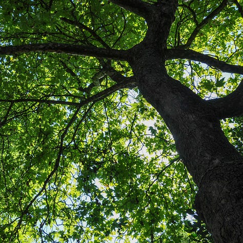 Trees, Tree Canopy