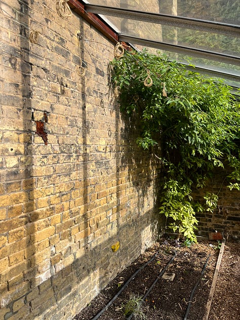 1. Heavily thinned tomato stems in the glasshouse; 2. Glasshouse once tomatoes had been removed and twine hung up until May; 3. The freshly topdressed and wood chipped polytunnel, with exceptionally slow-growing aubergine in the back.