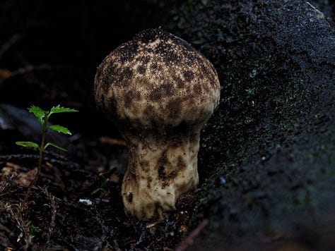 Lycoperdon sp.
