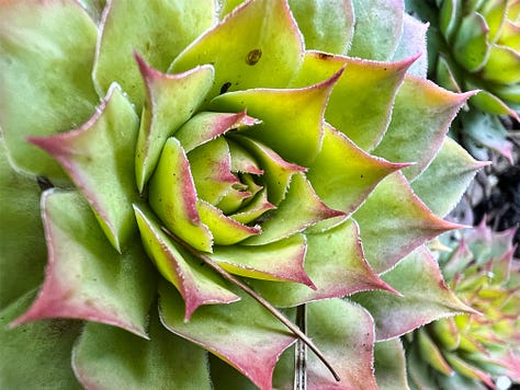 A gallery of colorful flowers, berries, and plants in every shade of the rainbow