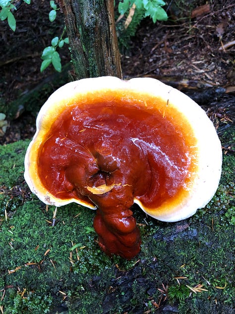 mushrooms and lichens