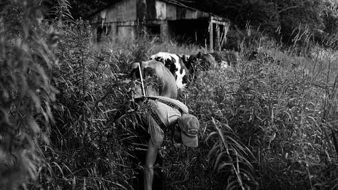 A gallery of photos of wiry woman farmer walking with her cows, bending over to pick something up as they enter the woods, coming into the barn, helping into the milking parlor, a sideshot of the farmer, her hand on one of the cows, sitting down to milk... all black and white