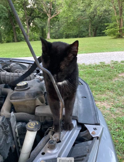 Black cat tries to fix Mustang