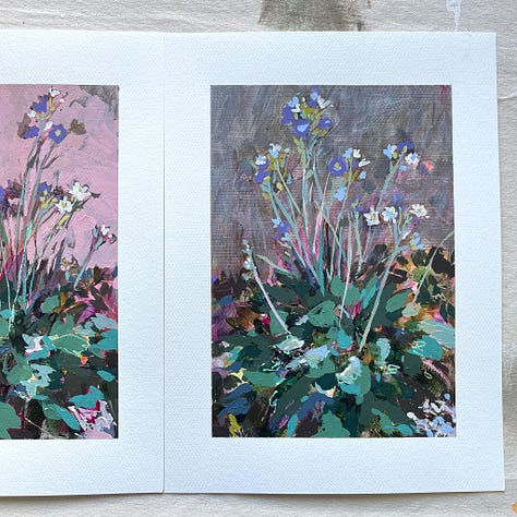 Paintings and sketches of the Mealy Primrose wildflower by artist, Jennifer Mohr.