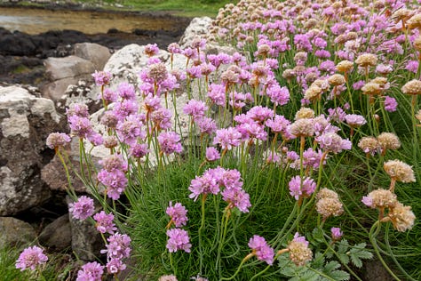 Images of Mull © Felicity Martin