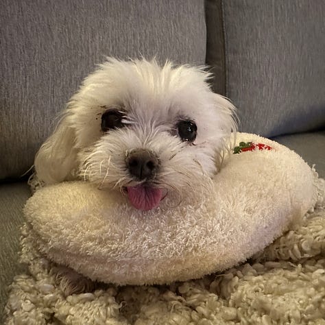 Picture of a maltese dog resting his head on a donut pillow, a havanese dog sleeping in a crate, and a close up of a derpy cat.