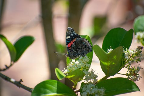 a monarch butterfly resting on a flowering plant with its wings fully spread | two bees pollinating a bird of paradise | a blooming country rose | a spider capturing a bee in its web