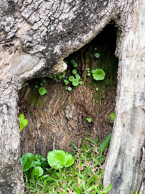 moss on trees, grass, orange trees, mushrooms, nature lovers dream