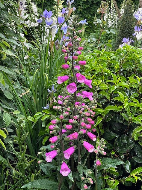 A selection of flowers that were on the Bridgerton Garden at Chelsea Flower Show