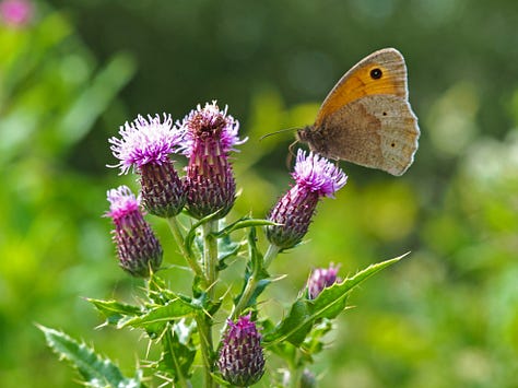 A meadow brown butterfly on a thistle flower, a great willowherb wildflower, and a red-headed cardinal beetle