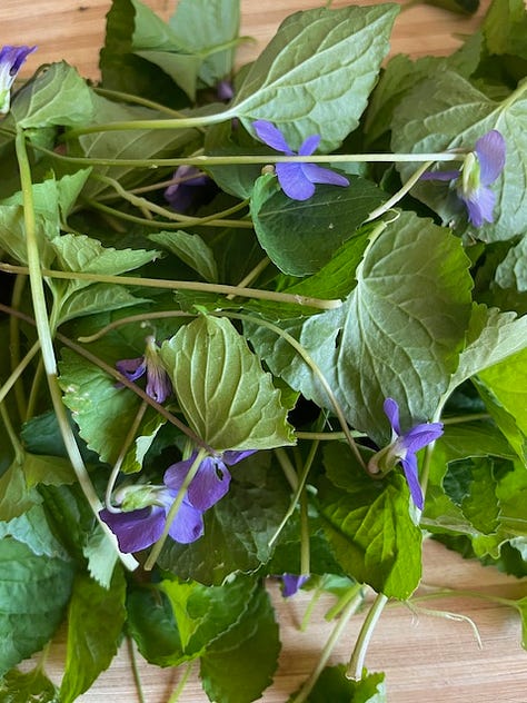 Wild violet tea jar cracked, so we picked some and made fresh tea