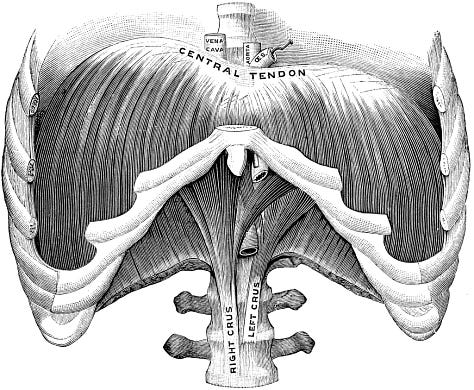 Left to right: 1) Cross section, muscular dome of pelvic diaphragm. 2) Diagram of pelvic floor shape with perineal body at center. 3) Thoracic diaphragm and part of its stem. 4) Pathway of mulabandha.  5) Peritoneal sac 6) Arching tissues for jalandhara bandha