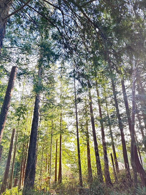 Trees, water, deer, sunrise - images of Pacific Northwest