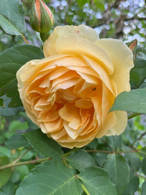 Yellow roses, Graham Thomas and Julia Child