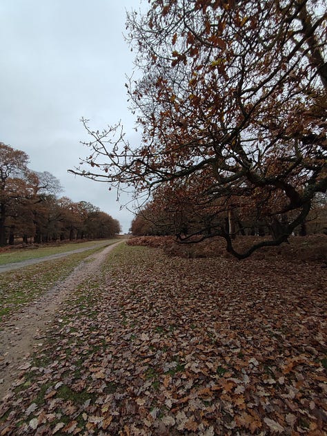 winter trees and paths in Richmond Park