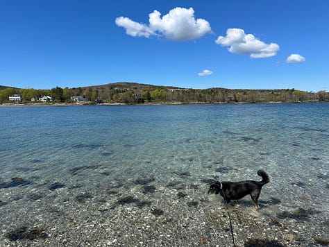 Scenic photos of the ocean and dogs