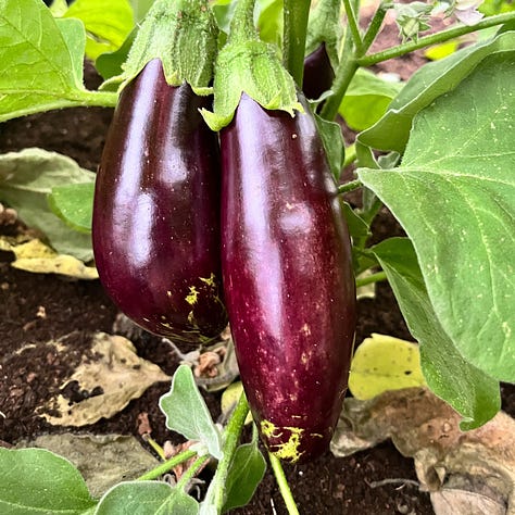 1. a glut of cherry tomatoes, chilli & courgette. 2. 2 aubergines growing on a plant. 3. chunky, funky colourful necklace & earrings