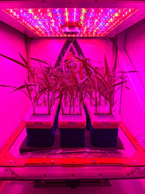 Three very red/purple images of grass plants growing in a Veggie growth chamber. They're sitting in square black pots, which have square clear perspex lids in two photos.