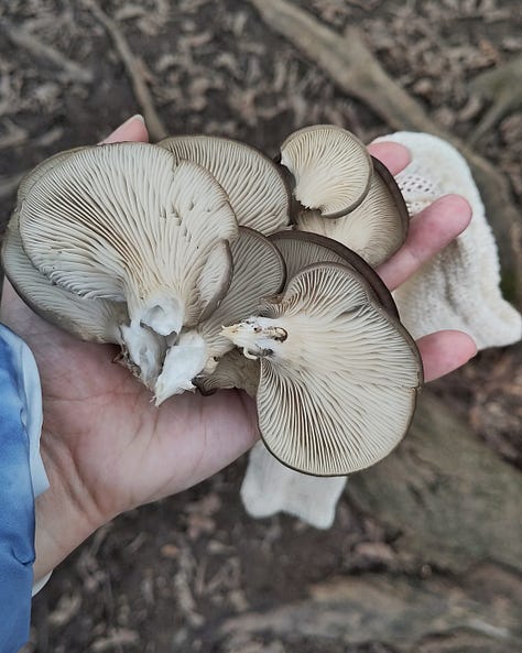 1: a hand holding a bunch of oyster mushrooms, 2: Izzy's face pokes into the frame alongside the oyster mushroom tree for the second year in a row, 3: a flush of oyster mushrooms along the tree with small chunks taken out of them already