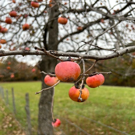 Three images show highlights from Nicole's recent persimmon picking adventure. The first image shows her hand curled around a branch with three ripe persimmons still attached. The second image shows a cluster of orange-red persimmons hanging on a tree branch, just begging to be picked. The final image shows four persimmons that have fallen to the ground, looking somewhat wrinkly but very much still in harvestable condition.