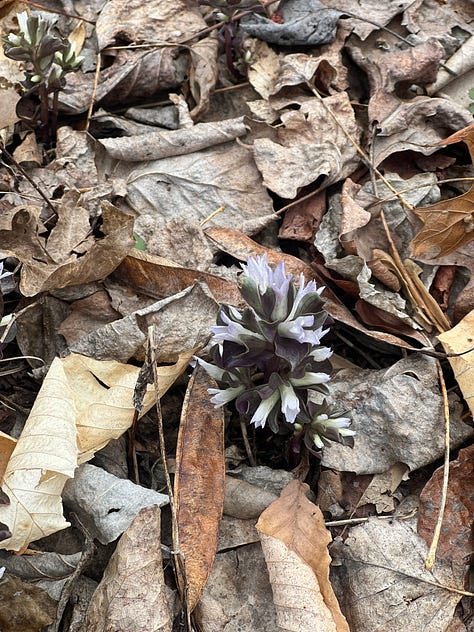 Spring Wildflowers 