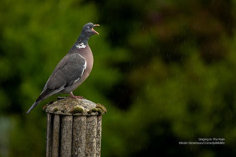 Comedy Wildlife Photography Awards 2023