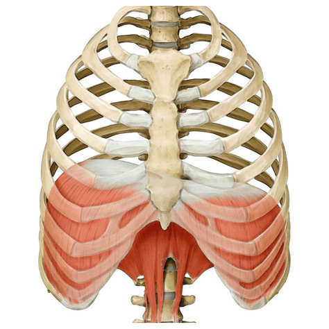 diaphragm, triskelion, octopus, embodied anatomy