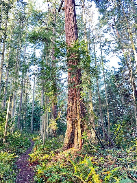 Trees, water, deer, sunrise - images of Pacific Northwest