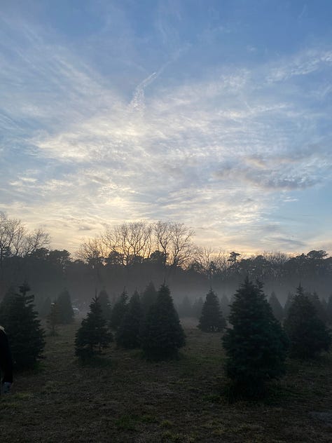 9 photos of Christmas trees (various firs) and mist-covered fields 