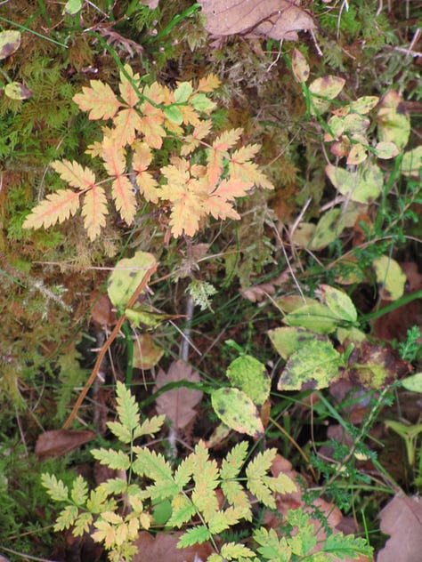 These images show the Atlantic rainforest of western Scotland, demonstrating the scale of the large oak trees and then zooming in on the tiny details of the forest floor, such as oak seedlings and rowan saplings.