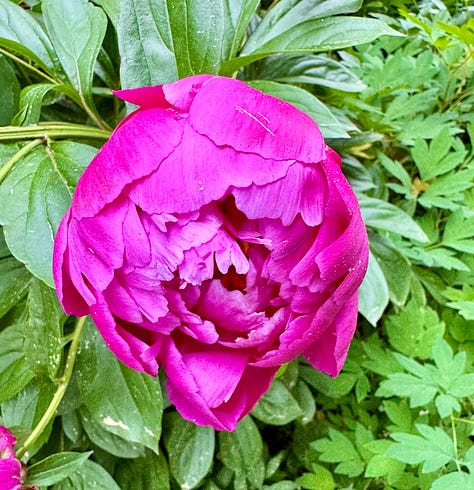 Foxglove, lupine, iris, roses, peonies, and rhododendron.