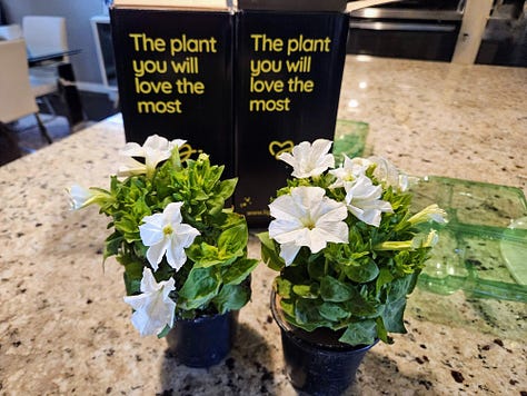 Firefly Petunias