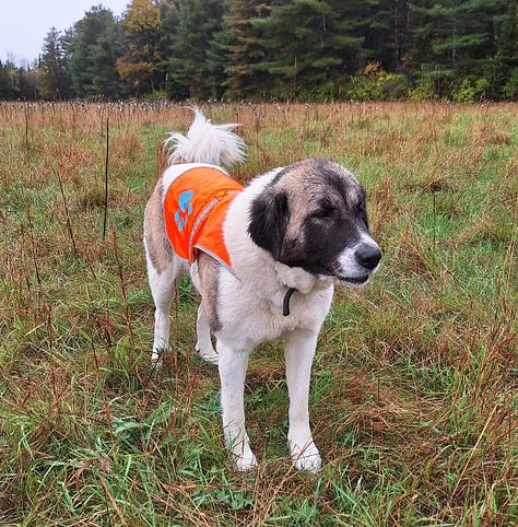 livestock guardian dog at work