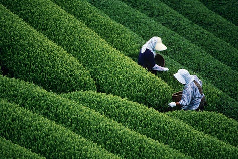 a photo of tencha being harvested, a photo of tencha being ground into matcha by stone mill, a photo of matcha powder.
