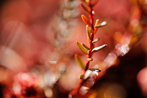 Crowberry (Empetrum nigrum) through the seasons from winter colour to summer flower and fruit