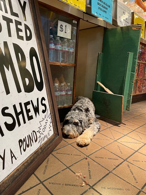 Inside Emmett's Oyster Bar in Seattle. Blue and white checkered table cloths, oysters, interior signage, and a sleeping dog. 