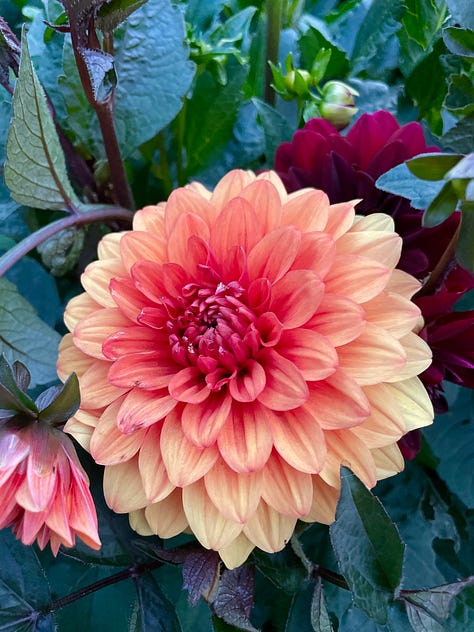 Glads, Dahlias, Sweet peas—full house in the Kitchen Garden this month