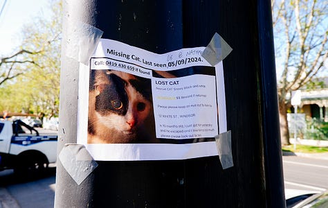 many photos of missing cat signs in different places.