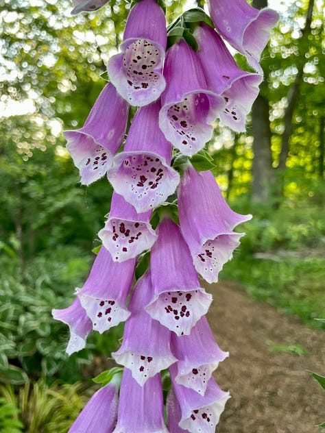 Foxgloves, various Primula, Hosta 'Drinking Gourd' and Calycanthus 'Hartledge Wine' which make up the first part of this Chip path.