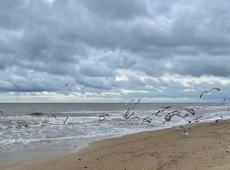 gulls and kittiwakes land for fisherman scraps