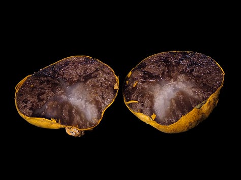yellow-orange species of Mycoamaranthus cambodgensis truffle-like mushroom cut in half