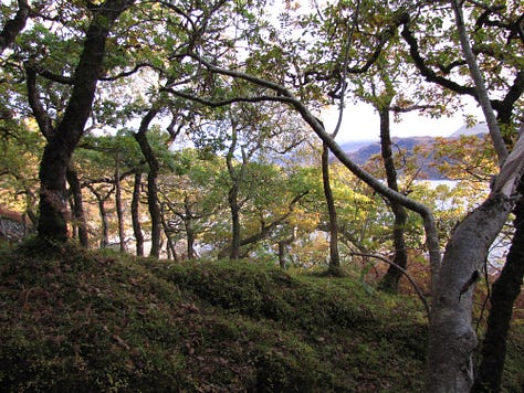 The Atlantic rainforest of the west of Scotland is lit by the light of autumn, grey clouds and rocks providing a backdrop to the tall magnificent oak trees. The hills are turning brown for winter, the leaves dropping.