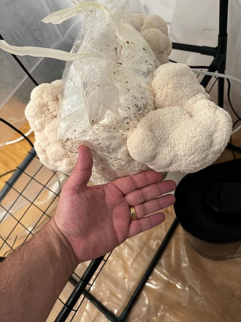 lion's mane in various stages of growth out of a bag