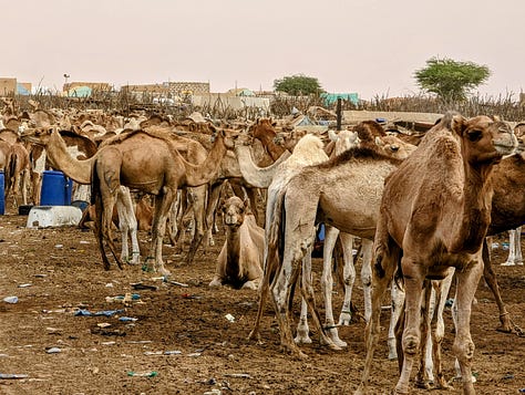 Mauritania camel market