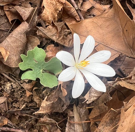 Spring Wildflowers 