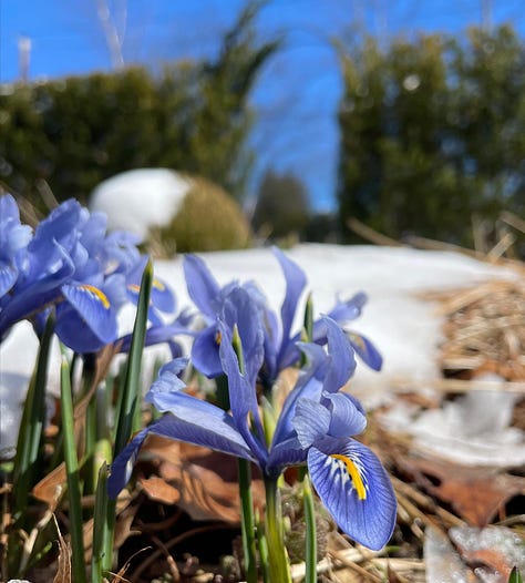 Rock iris covered in snow at Havenwood